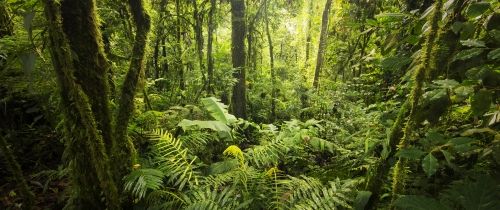 monteverde-deep-forest