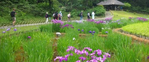 purple flowers park gazebo abroad