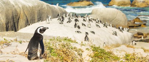 Penguins on the beach in Cape Town