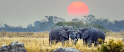 gaborone two elephants at sunsent