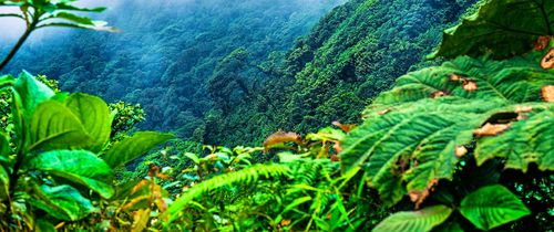 monteverde-cloud-forest