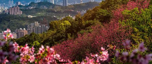 beautiful-cherry-blossom-with-taipei-city-view.jpg