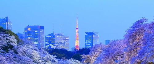 Japan cherry blossom city shot at night header