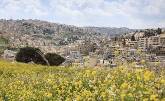 flower field overlooking city middle east