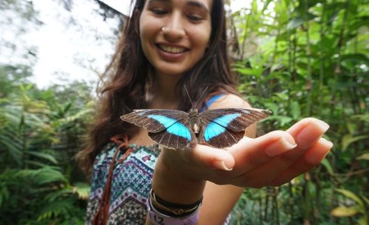 holding butteryfly