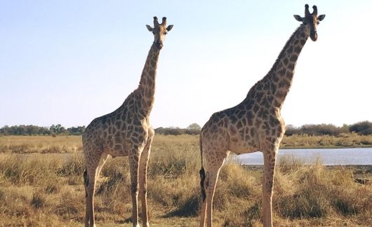 two giraffes in gaborone botswana wilderness