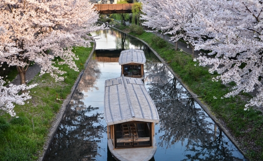kyoto spring river boats cherry blossoms