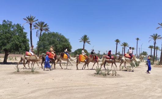 rabat study abroad camel ride