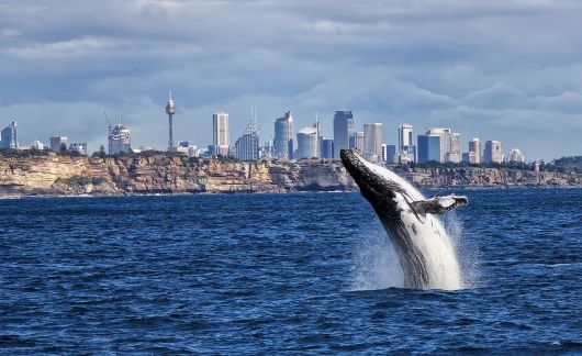 sydney whale jump