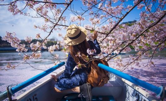 tokyo boat girl cherry blossoms lake