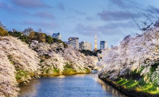 Tokyo Tower in between cherry blossoms