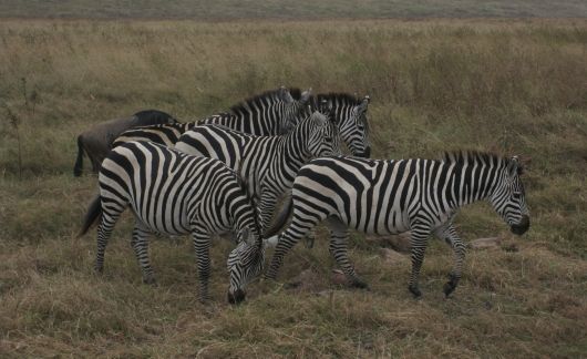 zebras on safari in cape town
