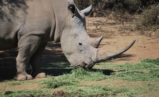 Rhino in Gaborone