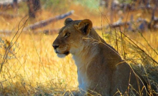 Lion in Gaborone