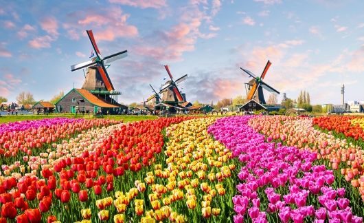 Amsterdam tuplips and windmills