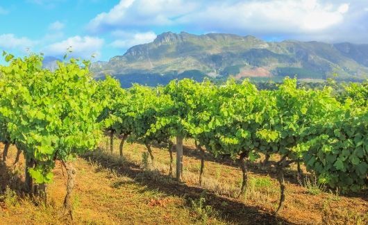 vineyard in cape town south africa sunny day