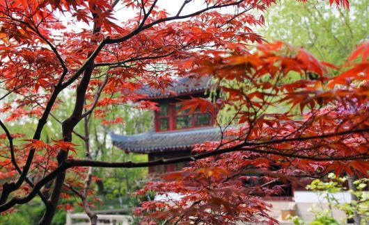 Chinese temple surrounded by fall leaves