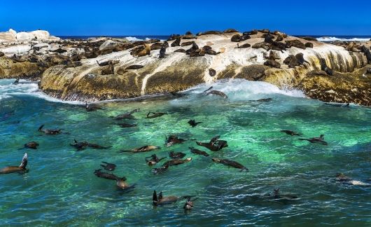 cape town seals beach