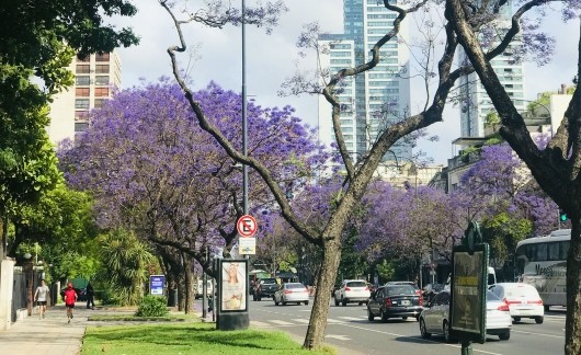 buenos aires argentina flowers bloom city
