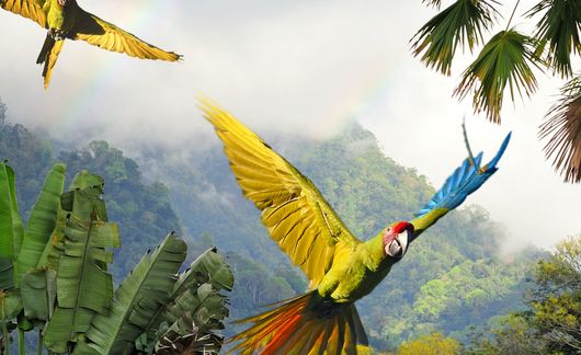 monteverde birds flying