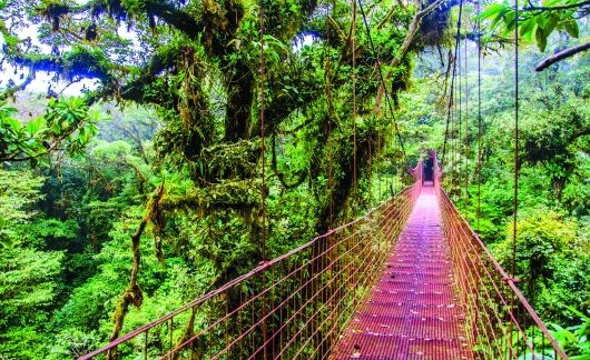red bridge monteverde rain forest