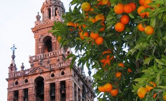 Seville orange tree