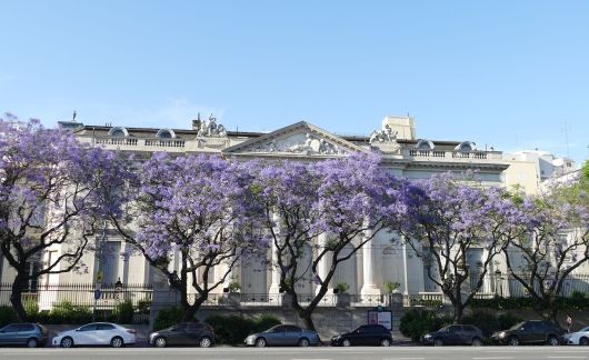 purple flowers buenos aires argentina palace