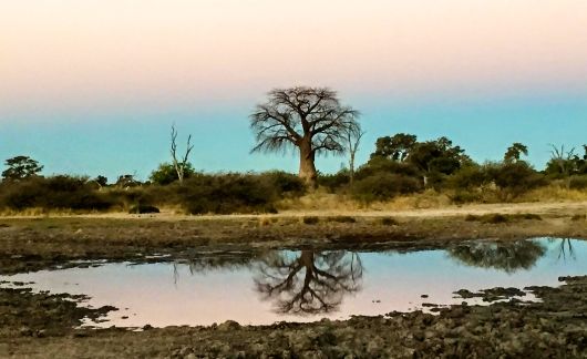 gaborone tree reflection