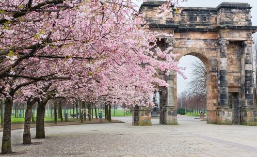 Glasgow cherry blossom arch