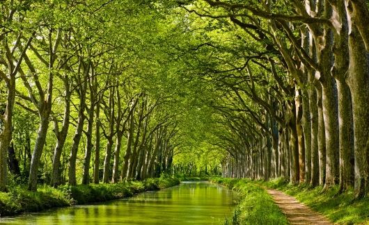 toulouse trees over canal