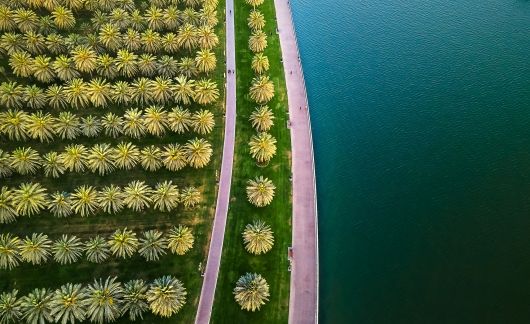Palm trees from above near the water in United Arab Emirates