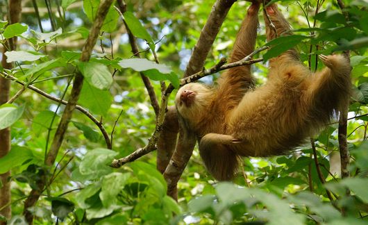 costa Rica_Monteverde_sloth.jpg
