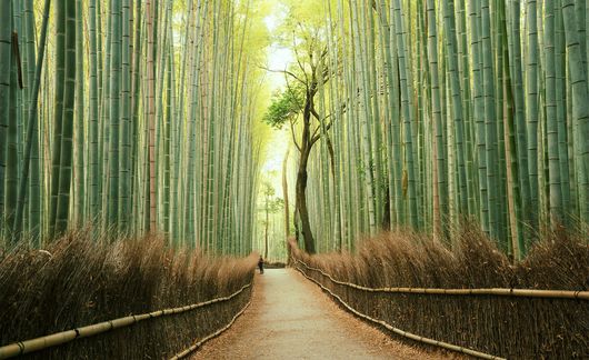 kyoto-bamboo.jpg