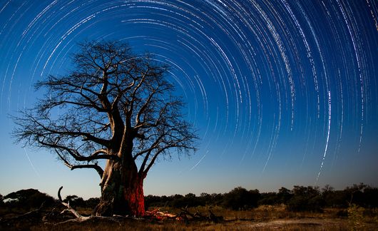 gaborone-bao-bab-tree-star-trails