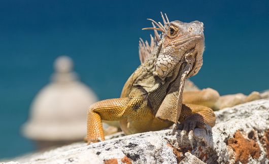 san-juan-puerto-rico-iguana.jpg