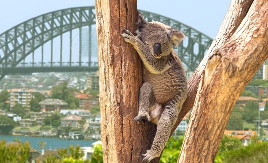 sydney-australia-koala.jpg