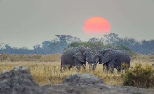 gaborone-elephants-at-sunset.jpg