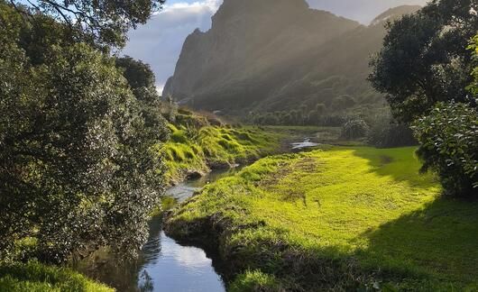 hssa-aucklandlandscapes-near-piha-beach.jpg