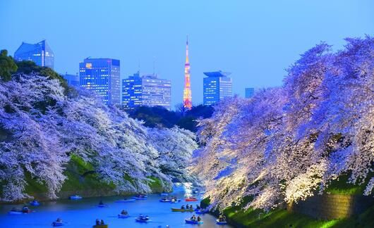 sakura-cherry-blossom-lit-up-and-tokyo-tower.jpg