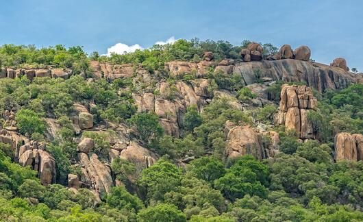 vegetation-in-botswana.jpg