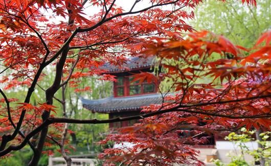 traditional-chinese-building-with-maple.jpg