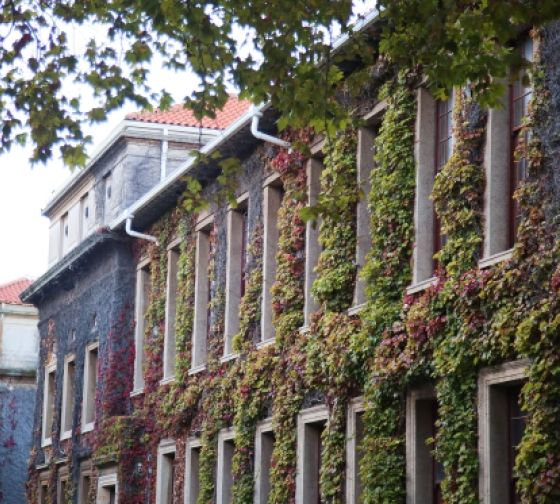 Cape Town UCT building with vines