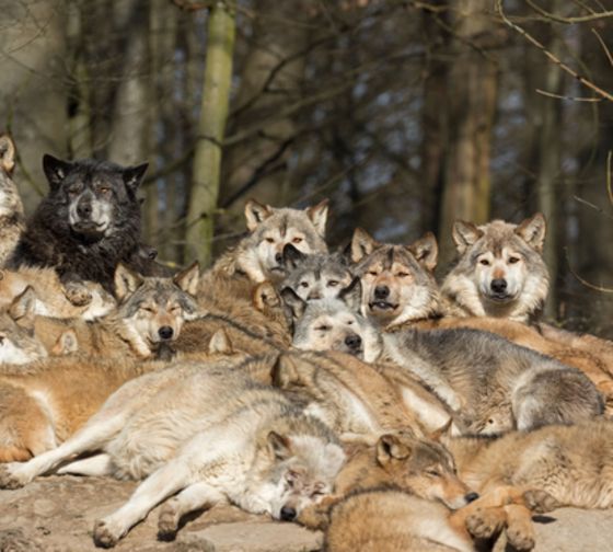 Study Abroad with Wolves