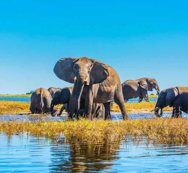 elephant in gaborone botswana swamp