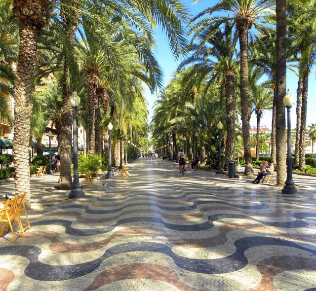 Palm trees in Alicante, Spain