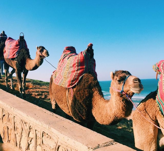 camels by the ocean rabat morocco