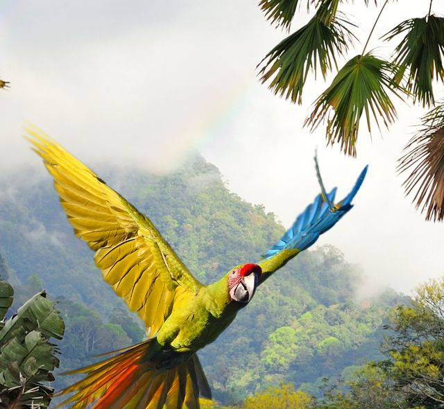 monteverde birds flying