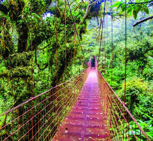 red bridge monteverde rain forest