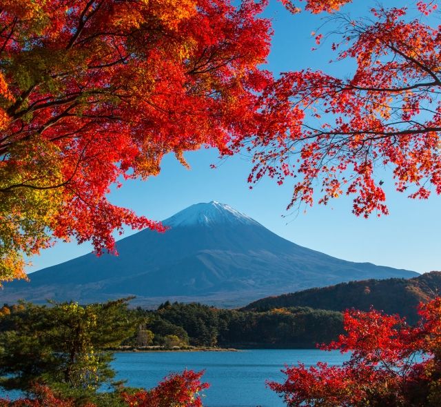 tokyo mountain leaves autumn