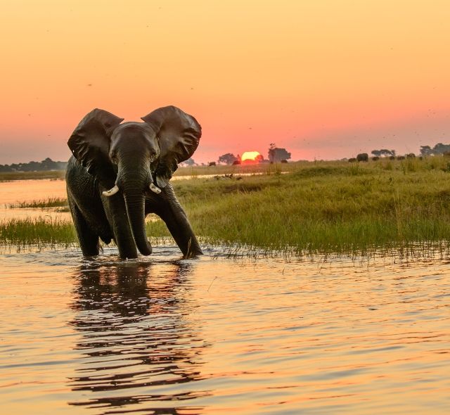 gaborone elephant in river at sunset